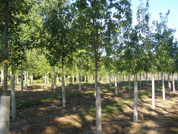 Purdue University visual data 8